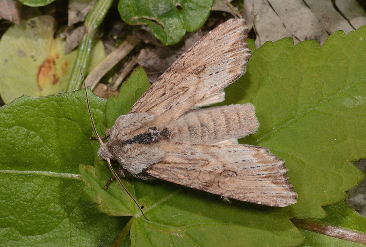 Noctuidae molto variabile